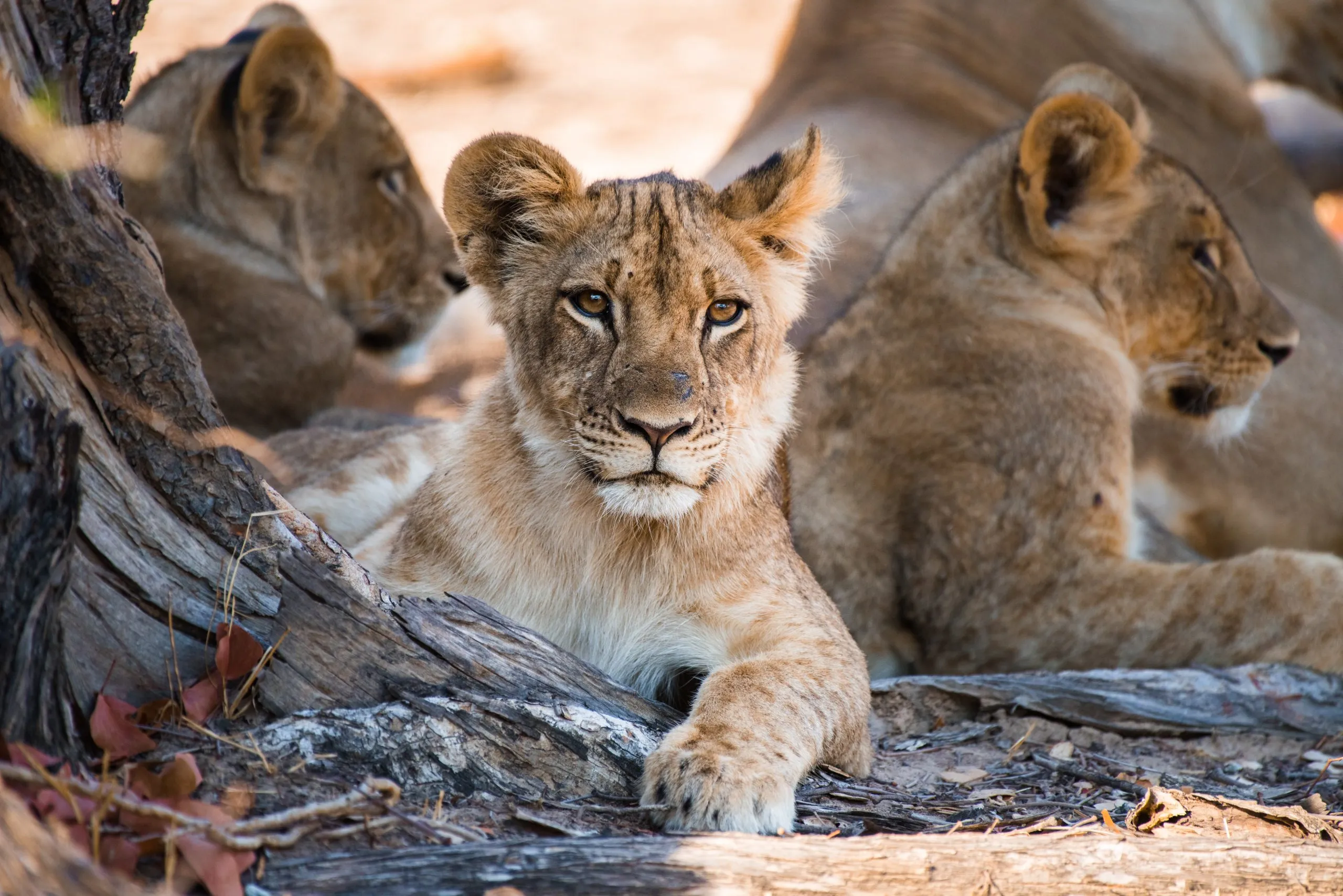 Three lion cubs rest under a tree in the Botswana bush, the centre cub looking directly at the camera.