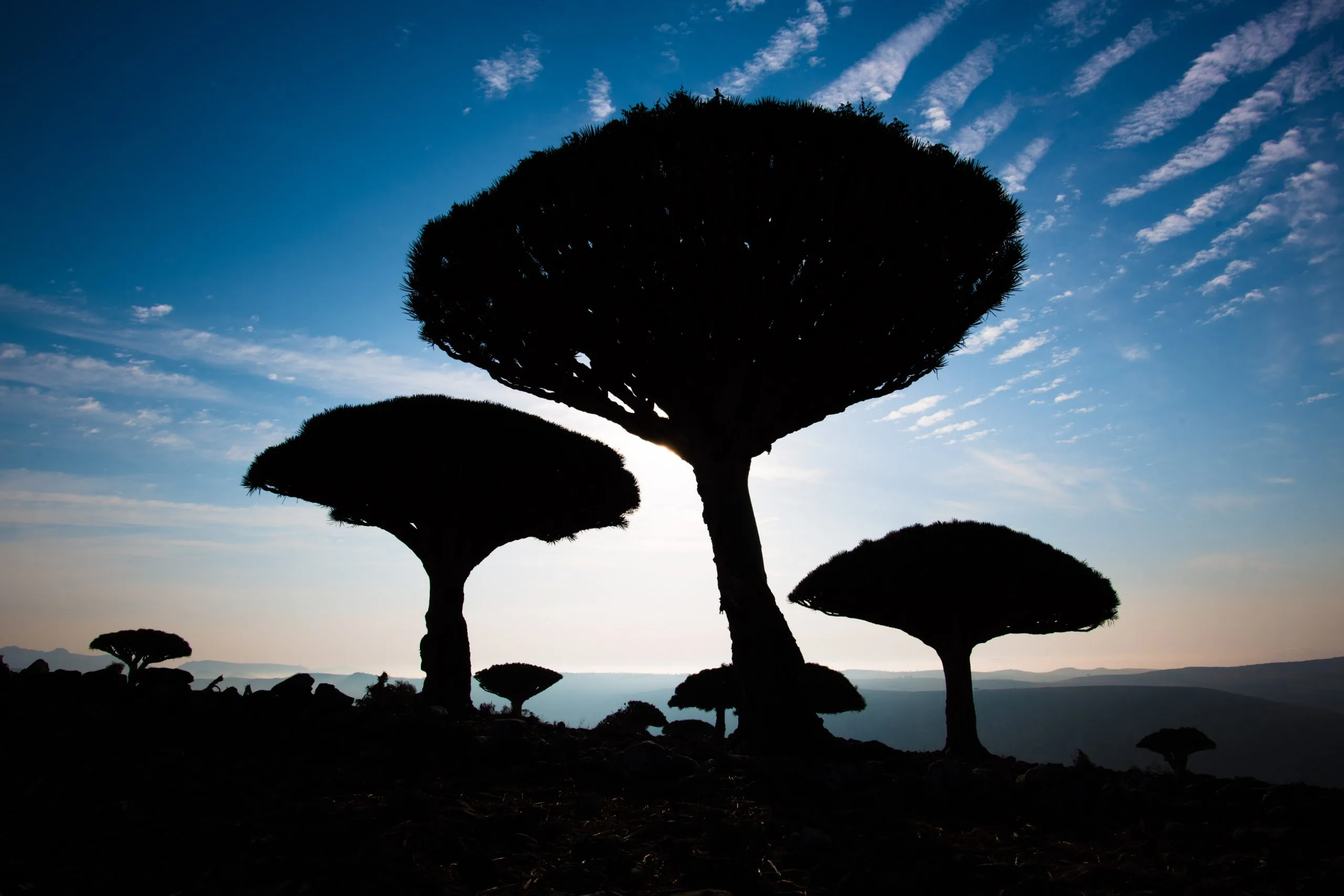 Three Dragon's Blood Trees silhouetted against a deep blue sunrise sky on the Diksam Plateau, their distinctive umbrella crowns turned to silhouette.