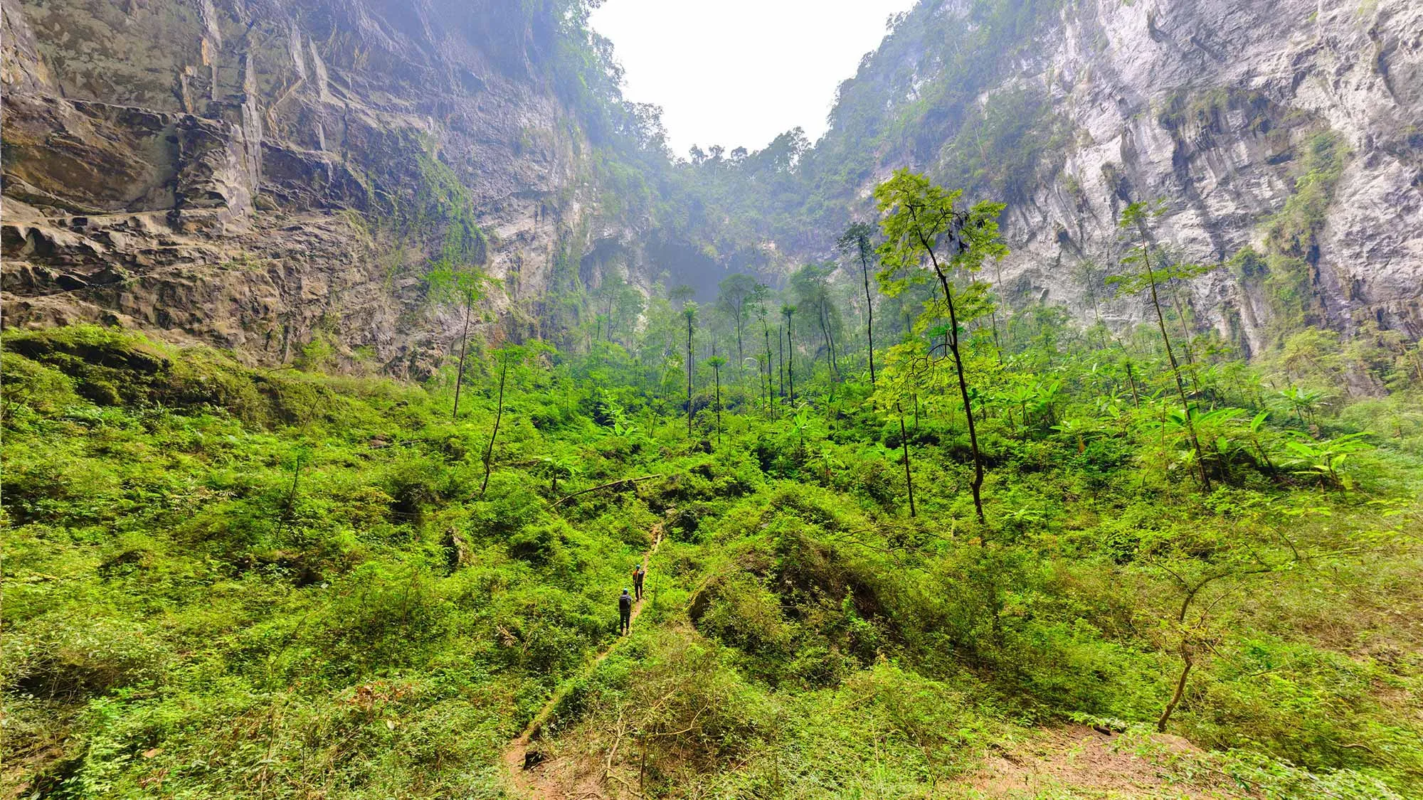 Looking up at the jungle inside the second doline of Hang Son Doong cave in Vietnam, with towering limestone walls on either side.